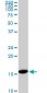 RPS23 Antibody (monoclonal) (M02)